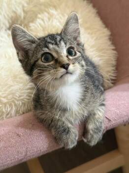 Shohei -  Domestic Short Hair Cat for Adoption in Millcreek, Utah - Shohei | PetCurious