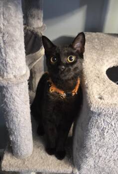 Norbert -  Domestic Short Hair Cat for Adoption in Cary, North Carolina - Norbert | PetCurious