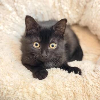 Simon -  Domestic Short Hair Cat for Adoption in Washington, District Of Columbia - Simon | PetCurious