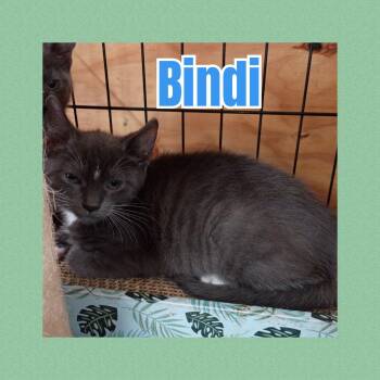 Rescue Domestic Short Hair Cats for Adoption in Liberty, New York - Bindi | PetCurious