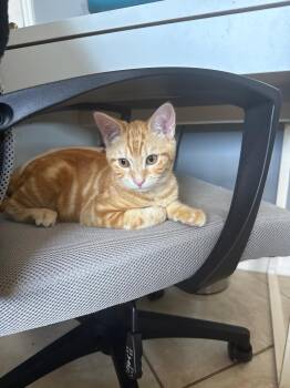 Domestic Short Hair Cats Available for Adoption - Mandarin | PetCurious
