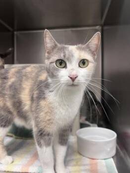 Domestic Short Hair Cats Available for Adoption in Elmira, New York - Bug | PetCurious