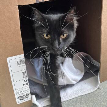 Tales -  Domestic Medium Hair Cat for Adoption in Chicago, Illinois - Tales | PetCurious