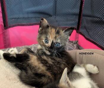 Honeydew -  Tortoiseshell and Domestic Short Hair Cat for Adoption in Buford, Georgia - Honeydew | PetCurious
