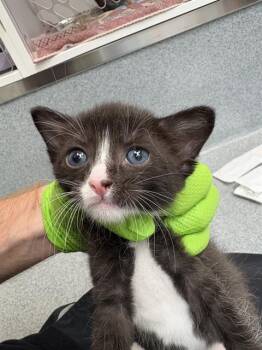 BASIL -  Domestic Short Hair Cat for Adoption in Indianapolis, Indiana - BASIL | PetCurious
