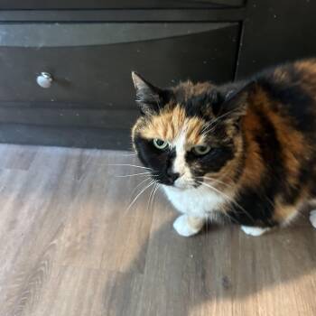 Calico Cats Available for Adoption in Maineville, Ohio - Carly | PetCurious