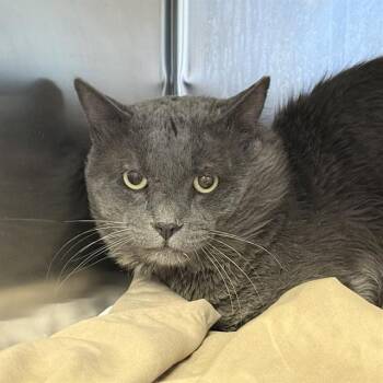 HAMILTON -  Domestic Short Hair Cat for Adoption in Las Vegas, Nevada - HAMILTON | PetCurious