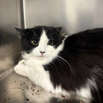 Domestic Short Hair Cats Available for Adoption - Melvin | PetCurious