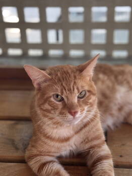 Rescue Domestic Short Hair Cats for Adoption in Pompano Beach, Florida - Cody 2025 | PetCurious