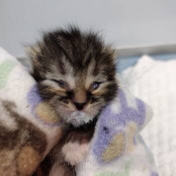 Rescue Domestic Short Hair Cats for Adoption in Suisun City, California - Backfire | PetCurious