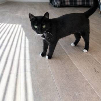 Domestic Short Hair Cats Available for Adoption in Port Neches, Texas - Morticia | PetCurious