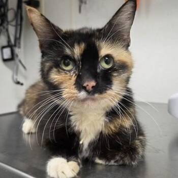 Dolly -  Domestic Medium Hair Cat for Adoption in Worcester, Massachusetts - Dolly | PetCurious
