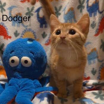 Tabby Cats Available for Adoption in Wyandotte, Michigan - Little Dodger | PetCurious