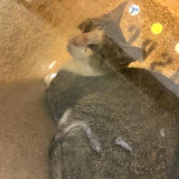 72237 -  Domestic Short Hair Cat for Adoption in Harrisonburg, Virginia - 72237 | PetCurious