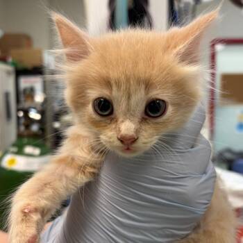 Hellsinki -  Domestic Short Hair Cat for Adoption in Nashville, Tennessee - Hellsinki | PetCurious