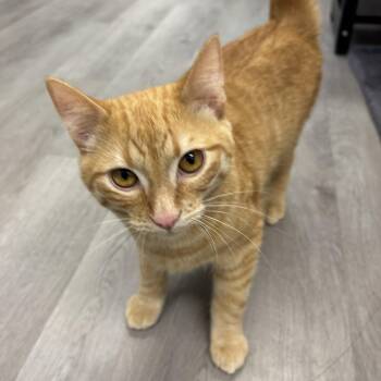Stripes -  Domestic Short Hair Cat for Adoption in Renton, Washington - Stripes | PetCurious
