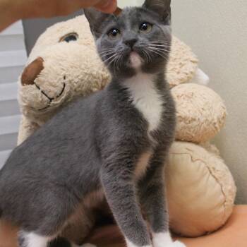 Stone -  Domestic Short Hair Cat for Adoption in Yucca Valley, California - Stone | PetCurious