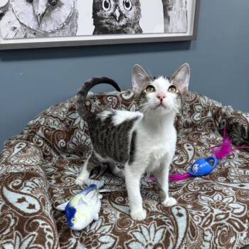 Ghost - 721 -  Domestic Short Hair Cat for Adoption in St. Louis, Missouri - Ghost - 721 | PetCurious