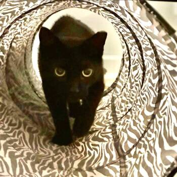 Zeus -  Domestic Short Hair Cat for Adoption in Telford, Pennsylvania - Zeus | PetCurious