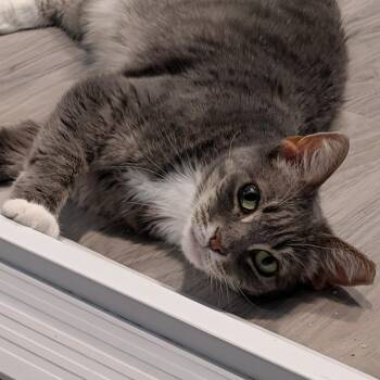 Flemeth (Female Senior) -  Domestic Short Hair Cat for Adoption in Los Altos, California - Flemeth (Female Senior) | PetCurious
