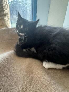 Bri -  Domestic Long Hair and Domestic Short Hair Cat for Adoption in Conway, South Carolina - Bri | PetCurious