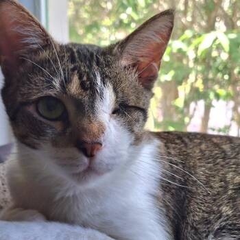Morgan -  Domestic Short Hair Cat for Adoption in West Palm Beach, Florida - Morgan | PetCurious