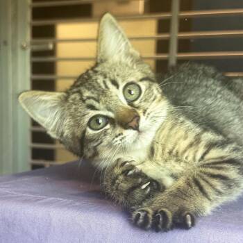 Star -  Domestic Short Hair Cat for Adoption in Hailey, Idaho - Star | PetCurious