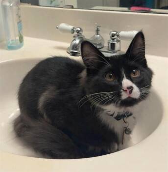 STATIC -  Domestic Short Hair Cat for Adoption in St. Peters, Missouri - STATIC | PetCurious
