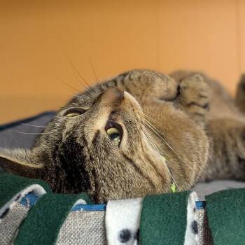 Domestic Short Hair Cats Available for Adoption - Momo | PetCurious