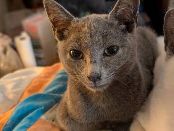 Kaipo - C10723ssb -  Russian Blue Cat for Adoption in Burlington, Washington - Kaipo - C10723ssb | PetCurious