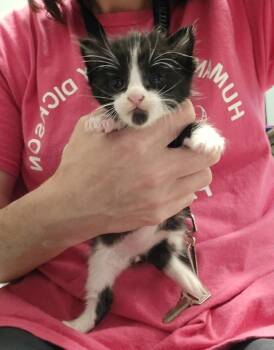 Cole -  Domestic Short Hair Cat for Adoption in Dickson, Tennessee - Cole | PetCurious