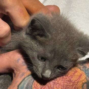 Volt -  Domestic Short Hair Cat for Adoption in West Palm Beach, Florida - Volt | PetCurious