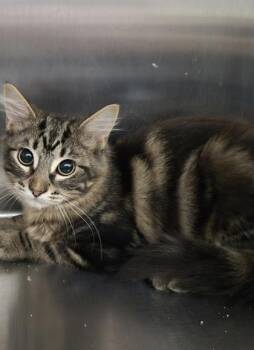Mel -  Domestic Short Hair Cat for Adoption in Venice, Florida - Mel | PetCurious