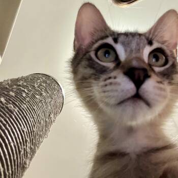 Rescue Tabby Cats for Adoption in Los Angeles, California - Frankie (Bre/RR) | PetCurious