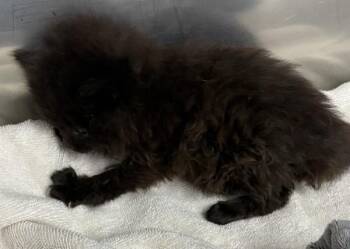 Domestic Long Hair Cats Available for Adoption in Lawrenceville, Georgia - Kd-1 Vanessa | PetCurious