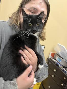 Rescue Domestic Medium Hair Cats for Adoption in Cleveland, Ohio - Cornucopia | PetCurious