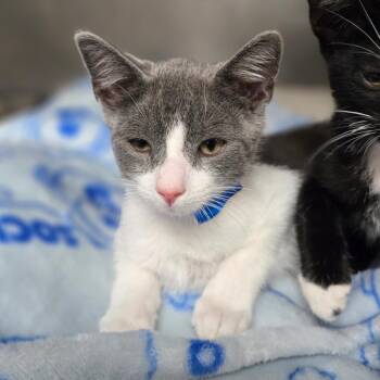 Moonlight -  Domestic Short Hair Cat for Adoption in San Jacinto, California - Moonlight | PetCurious