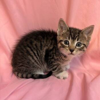 Domestic Short Hair Cats Available for Adoption in Royse City, Texas - Ducky | PetCurious