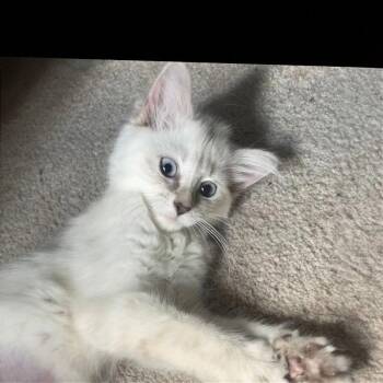 Blossom -  Siamese Cat for Adoption in Sandy Springs, Georgia - Blossom | PetCurious