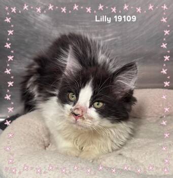 LILLY (see also ANAKIN) -  Domestic Short Hair Cat for Adoption in Marietta, Georgia - LILLY (see Also ANAKIN) | PetCurious