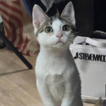 Treasure -  Domestic Short Hair Cat for Adoption in Jarrettsville, Maryland - Treasure | PetCurious