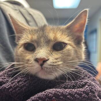 Rescue Domestic Short Hair Cats for Adoption in Vineland, New Jersey - Gwen | PetCurious