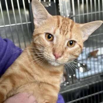 Oscar -  Domestic Short Hair Cat for Adoption in Matteson, Illinois - Oscar | PetCurious