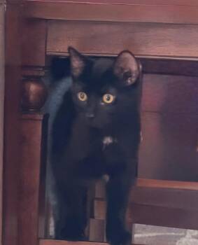Duke -  Domestic Short Hair Cat for Adoption in Plattsburgh, New York - Duke | PetCurious