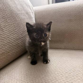 Razzmatazz -  Domestic Short Hair Cat for Adoption in East Hanover, New Jersey - Razzmatazz | PetCurious