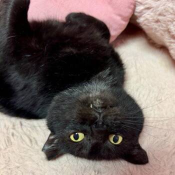 Blacara -  Domestic Short Hair Cat for Adoption in Knoxville, Tennessee - Blacara | PetCurious