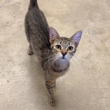 Tigress -  Domestic Short Hair Cat for Adoption in Wickenburg, Arizona - Tigress | PetCurious