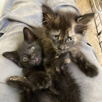 Tofu -  Domestic Long Hair Cat for Adoption in South Elgin, Illinois - Tofu | PetCurious