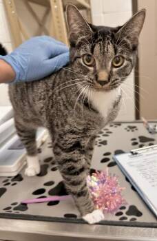 XENA -  Domestic Short Hair Cat for Adoption in Derwood, Maryland - XENA | PetCurious