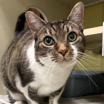 Melody -  Domestic Short Hair Cat for Adoption in West Olive, Michigan - Melody | PetCurious